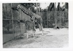 [1950/1970] Reticulated giraffe eating hay with its young in their enclosure at Crandon Park Zoo
