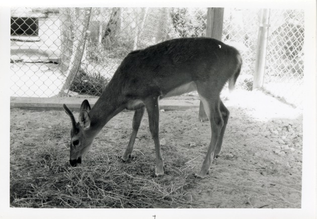 Key deer eating hay in its enclosure at Crandon Park Zoo