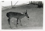 Key deer walking in its enclosure at Crandon Park Zoo