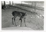 [1950/1970] Key deer standing in its enclosure at Crandon Park Zoo