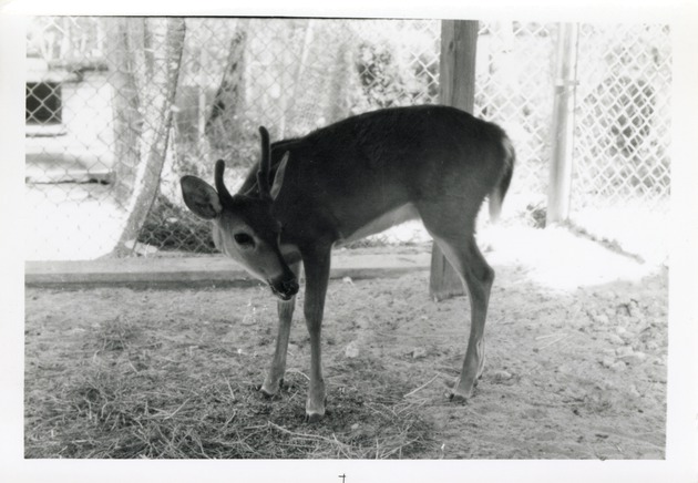 Key deer looking up from eating hay at Crandon Park Zoo