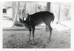 [1950/1970] Key deer looking up from eating hay at Crandon Park Zoo
