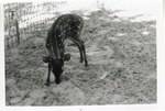 Baby Costa Rican deer sniffing the ground in its enclosure at Crandon Park Zoo