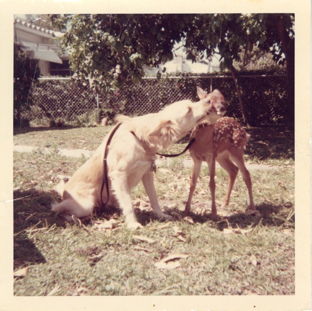 Baby Costa Rican deer being licked by a young golden retriever at Crandon Park Zoo