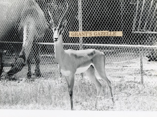 Grant's gazelle standing in its enclosure at Crandon Park Zoo