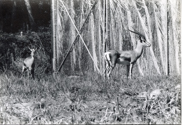 Two Grant's gazelle standing in their enclosure at Crandon Park Zoo