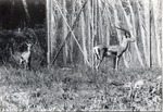 [1950/1970] Two Grant's gazelle standing in their enclosure at Crandon Park Zoo