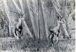 Two Grant's gazelle standing in front of a fence of their enclosure at Crandon Park Zoo