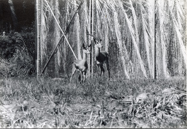 Two Grant's gazelle standing close to one another in their enclosure at Crandon Park Zoo