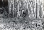 [1950/1970] Two Grant's gazelle standing close to one another in their enclosure at Crandon Park Zoo