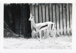 [1950/1970] Grant's gazelle standing with one leg lifted up in its enclosure at Crandon Park Zoo