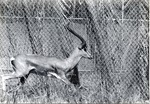 [1950/1970] Grant's gazelle running in its enclosure at Crandon Park Zoo