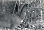 [1950/1970] Bushbuck in profile at Crandon Park Zoo