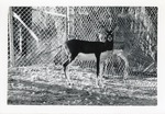 [1950/1970] Blackbuck antelope standing in its enclosure at Crandon Park Zoo
