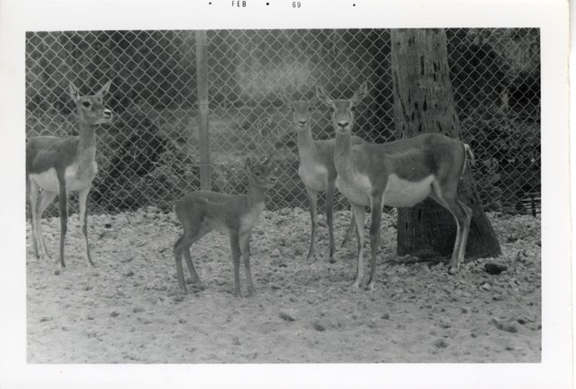 Three female and a young blackbuck antelope standing together at Crandon Park Zoo