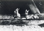[1950/1970] Two young blackbuck antelope laying beneath a tree in their enclosure at Crandon Park Zoo