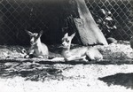 [1950/1970] Two young blackbuck antelope laying under a tree in their enclosure at Crandon Park Zoo