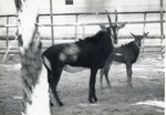 Sable antelope female and her young in their enclosure at Crandon Park Zoo