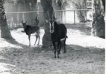 [1950/1970] Sable antelope female and her young in the shade in their enclosure at Crandon Park Zoo