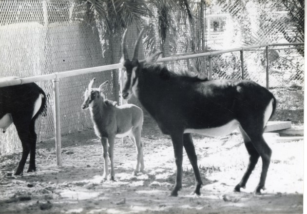 Sable antelope male and its young in their enclosure at Crandon Park Zoo