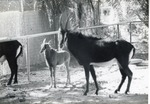 [1950/1970] Sable antelope male and its young in their enclosure at Crandon Park Zoo