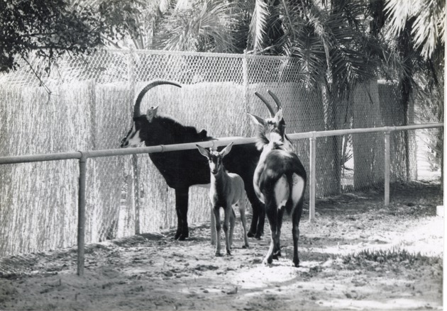 Sable antelope female, male, and their young in their enclosure at Crandon Park Zoo