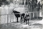 [1950/1970] Sable antelope female, male, and their young in their enclosure at Crandon Park Zoo
