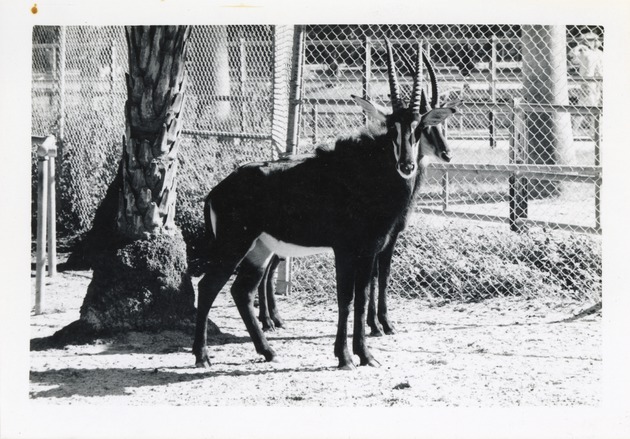 Two sable antelope standing in their enclosure at Crandon Park Zoo