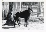 [1950/1970] Two sable antelope standing in their enclosure at Crandon Park Zoo