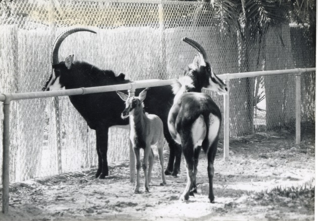 Sable antelope male and female with their young in their enclosure at Crandon Park Zoo