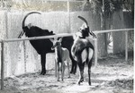 [1950/1970] Sable antelope male and female with their young in their enclosure at Crandon Park Zoo