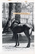 [1950/1970] Sable antelope in its enclosure at Crandon Park Zoo