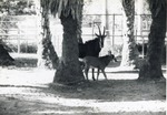 Sable antelope female and her young walking together at Crandon Park Zoo