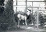 [1950/1970] Young male sable antelope standing in his enclosure at Crandon Park Zoo
