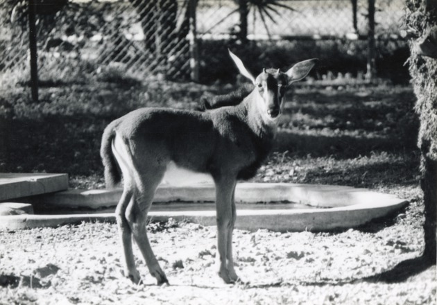 Young male sable antelope standing beside the pool in its enclosure at Crandon Park Zoo