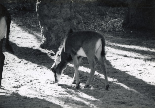 Young male sable antelope grazing in its enclosure at Crandon Park Zoo