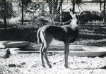 Two month old sable antelope male standing in its enclosure at Crandon Park Zoo