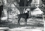 Young male sable antelope standing in the shade of its enclosure at Crandon park Zoo
