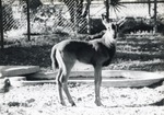 Two month old sable antelope male standing next to enclosure pool at Crandon Park Zoo