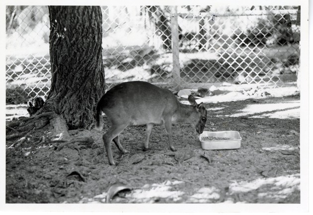 Maxwell's duiker eating from the food dish in its enclosure at Crandon park Zoo