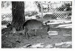 [1950/1970] Maxwell's duiker eating from the food dish in its enclosure at Crandon park Zoo