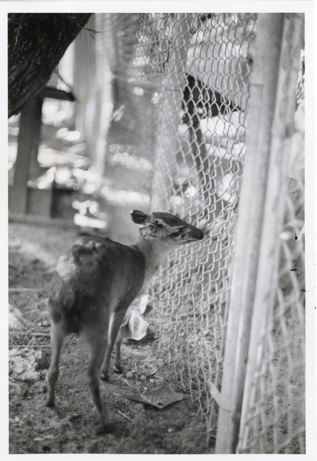 Maxwell's duiker beside the fence in its enclosure at Crandon Park Zoo