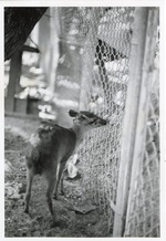 [1950/1970] Maxwell's duiker beside the fence in its enclosure at Crandon Park Zoo