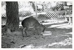Maxwell's duiker eating from a food dish in its enclosure at Crandon Park Zoo