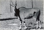 Giant eland standing in its enclosure at Crandon Park Zoo