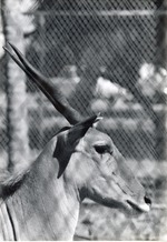 Close-up of giant eland in profile at Crandon Park Zoo