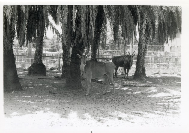 Two giant elands walking in the trees of their enclosure at Crandon Park Zoo