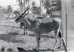 Giant eland standing beside a fence in its enclosure at Crandon Park Zoo