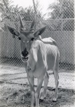 Giant eland beside the fence in its enclosure at Crandon Park Zoo