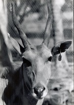Close-up of giant eland standing in its enclosure at Crandon Park Zoo